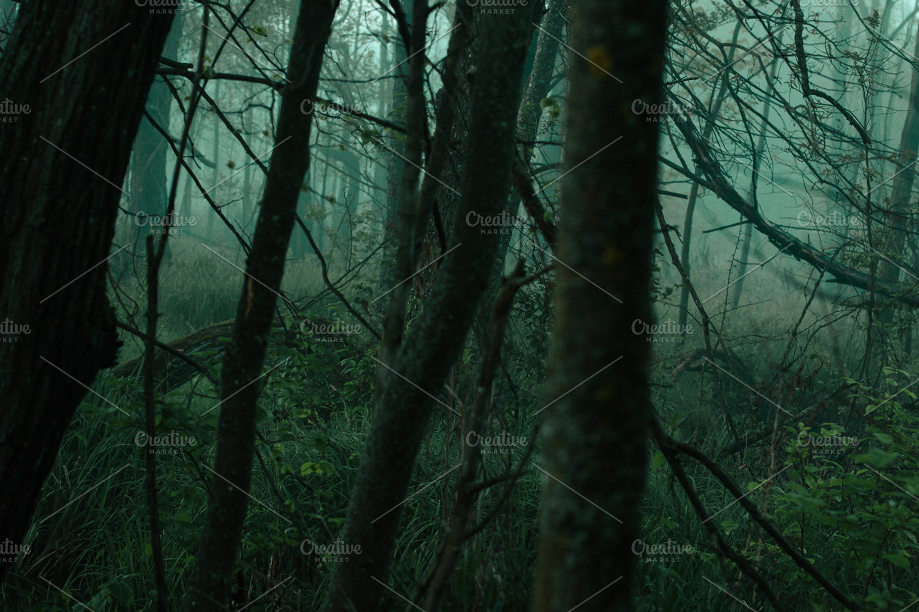 Horror Woods 1 Featuring Woods Swamp And Nature