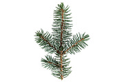 Christmas Pine Branch Transparent, a Holiday Photo by jessicamdesign (Thumbnail 1 of 2)
