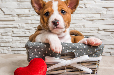Funny basenji puppy dog in the featuring little, happy, and adorable, an Animal Photo by COLORFUL