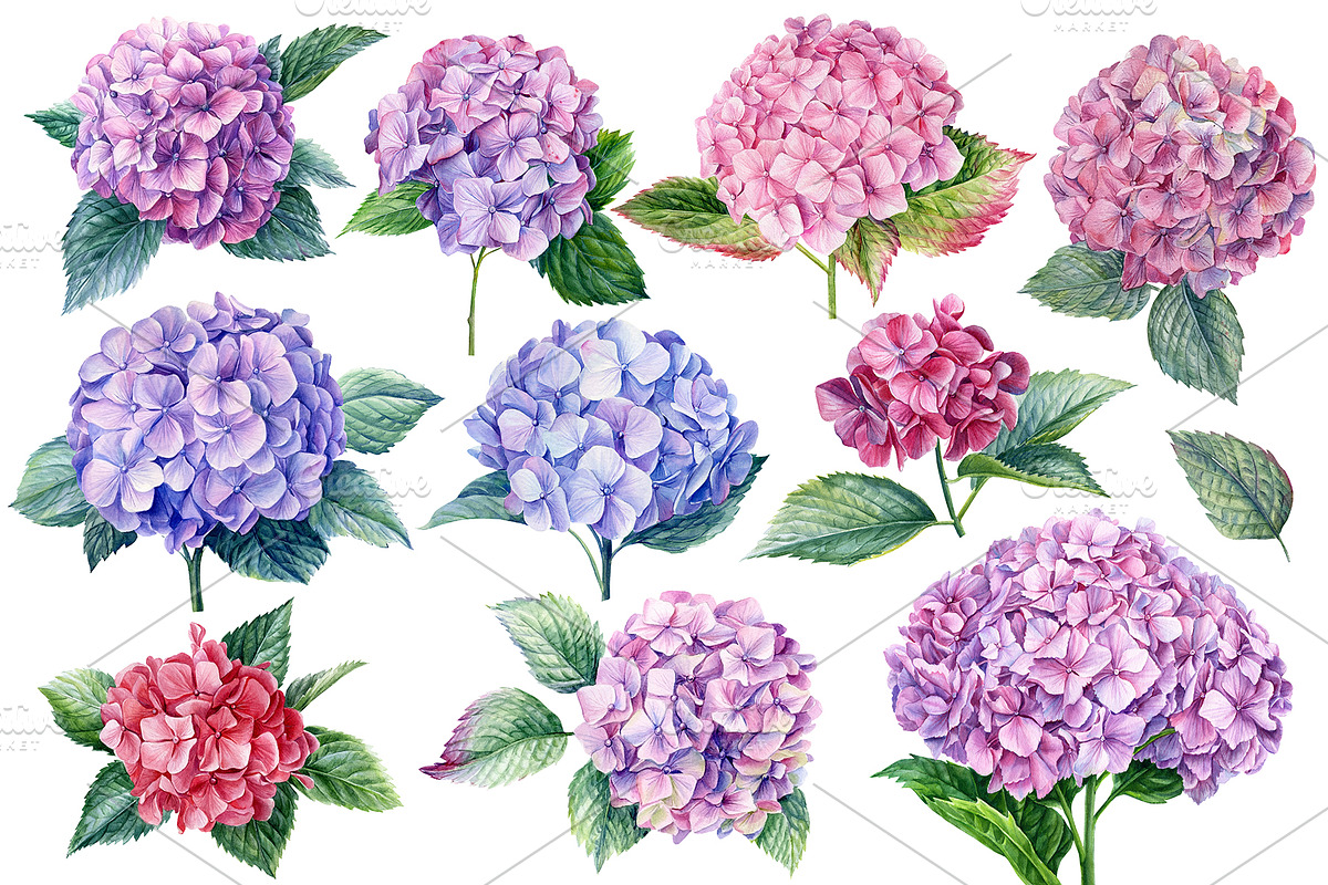Delicate flowers, a Decorative Illustration by Hanna Hryharenka (Photo 5 of 13)