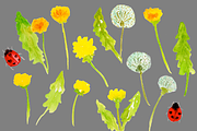 Watercolor Dandelions, an Illustration by Sandra Jones Art (Thumbnail 2 of 2)
