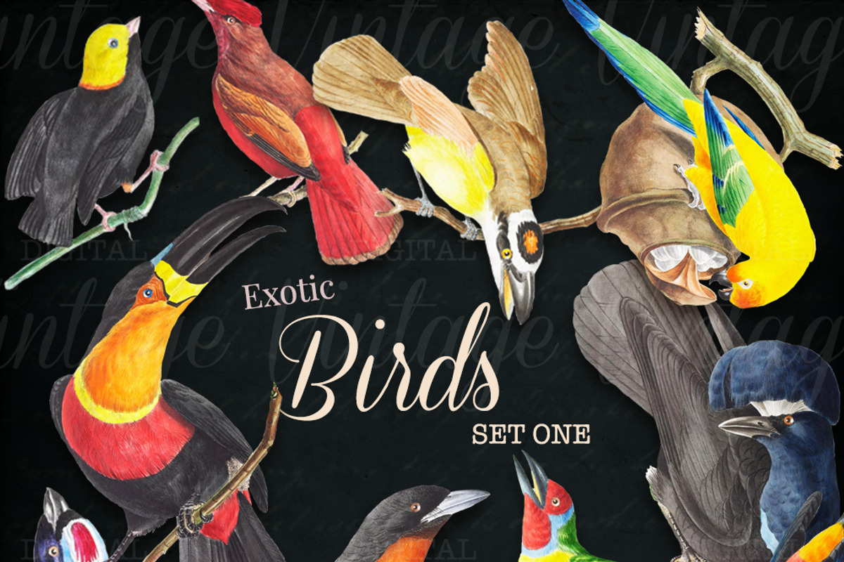Exotic Birds Set 1, a Graphic by Digital Vintage (Photo 2 of 2)