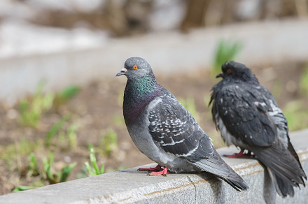 Two pigeons sitting on green grass i, an Animal Photo by AlexBush