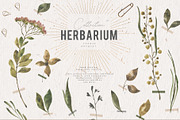 Herbarium Watercolor Collection, a Texture Illustration by Julia Dreams (Thumbnail 1 of 8)