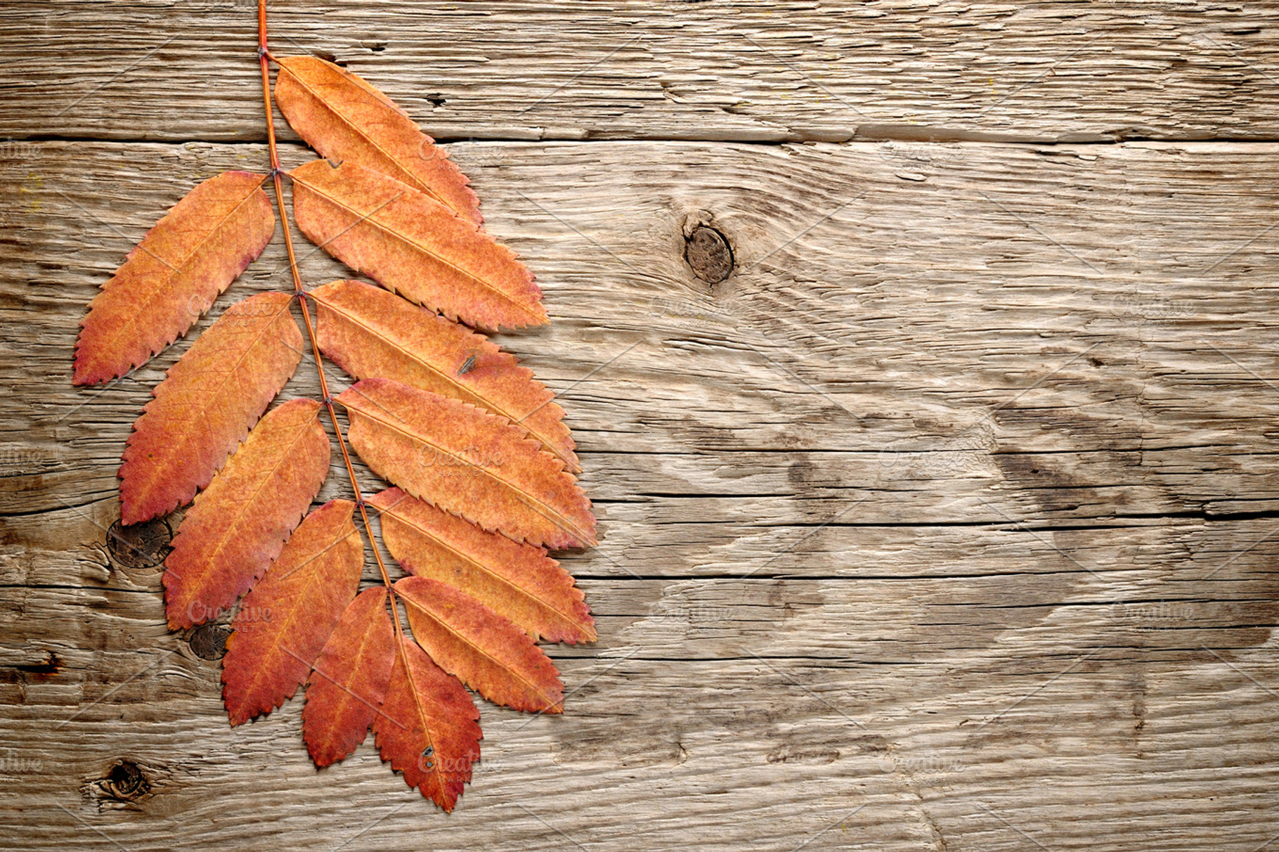Autumn Leaves Containing Autumn Fall And Leaves