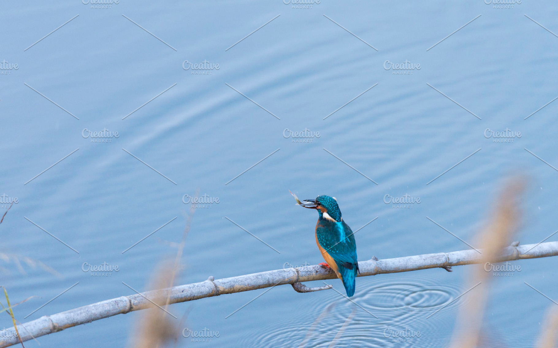Nik6191 containing alcedo atthis, kingfisher, and bird, an Animal Photo by Arnaufoto