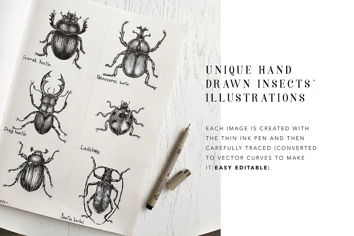 ENTOMOLOGY. Insects Vintage Pack., a Decorative Illustration by Chewie Co (Photo 4 of 11)