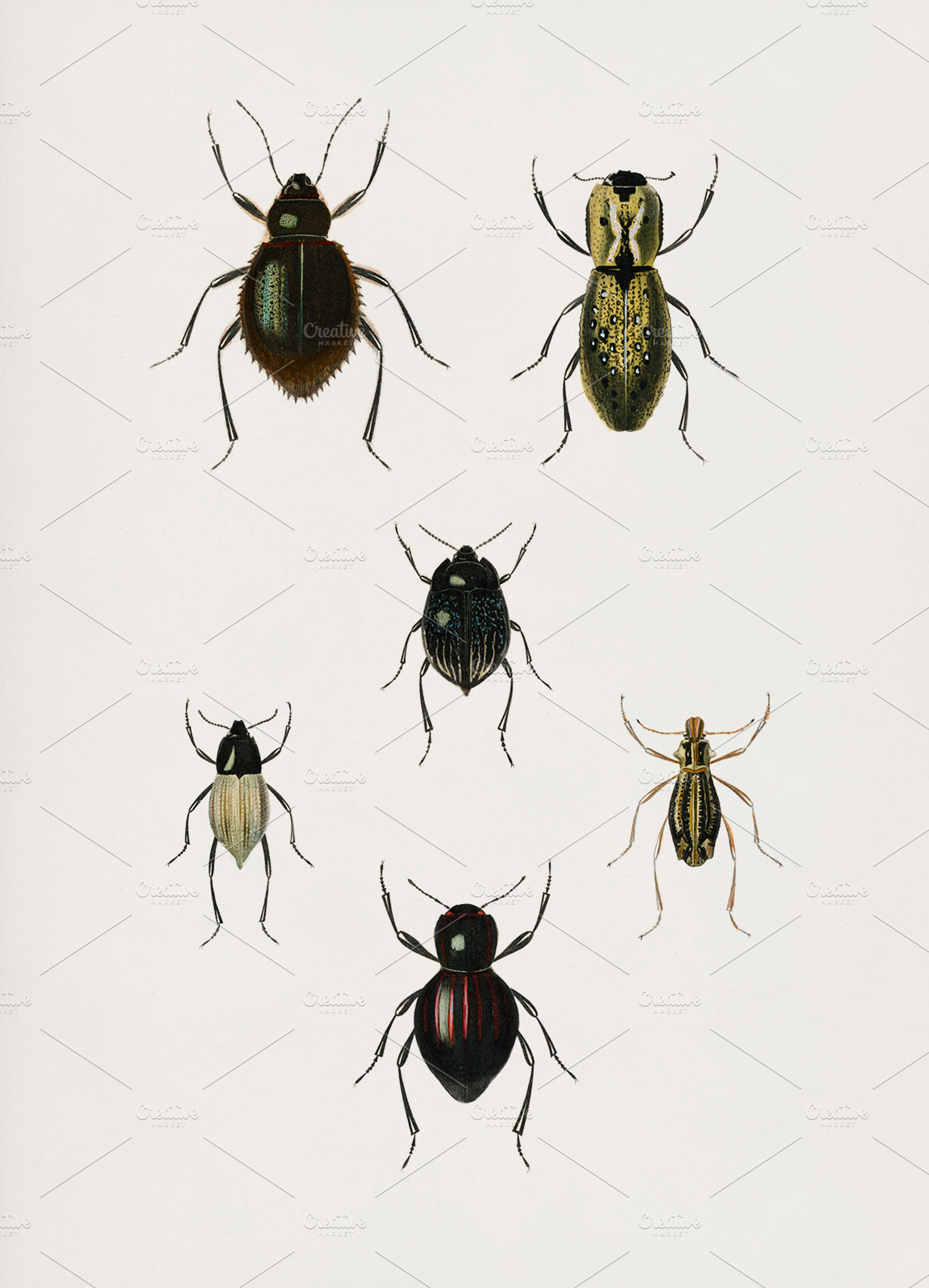 Illustration of insects psd featuring artwork, drawing, and hand ...