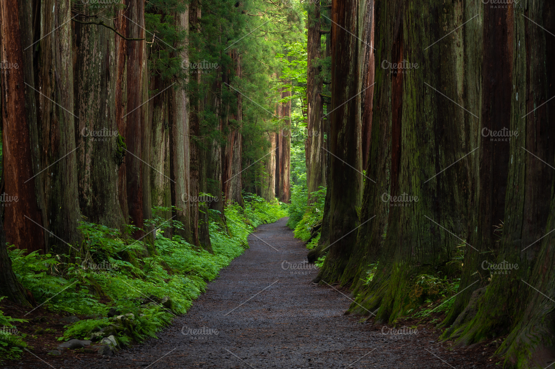 Togakushi shrine featuring ancient, religion, and approach, a Nature Photo by KHphotography