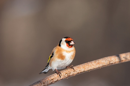Goldfinch, Carduelis carduelis, perc, an Animal Photo by AlexBush