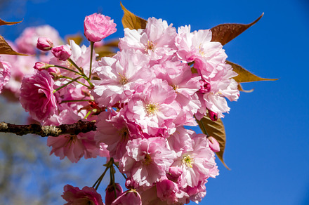 Japanese cherry blossom in spring. Closeup view, a Nature Photo by GoodGoods