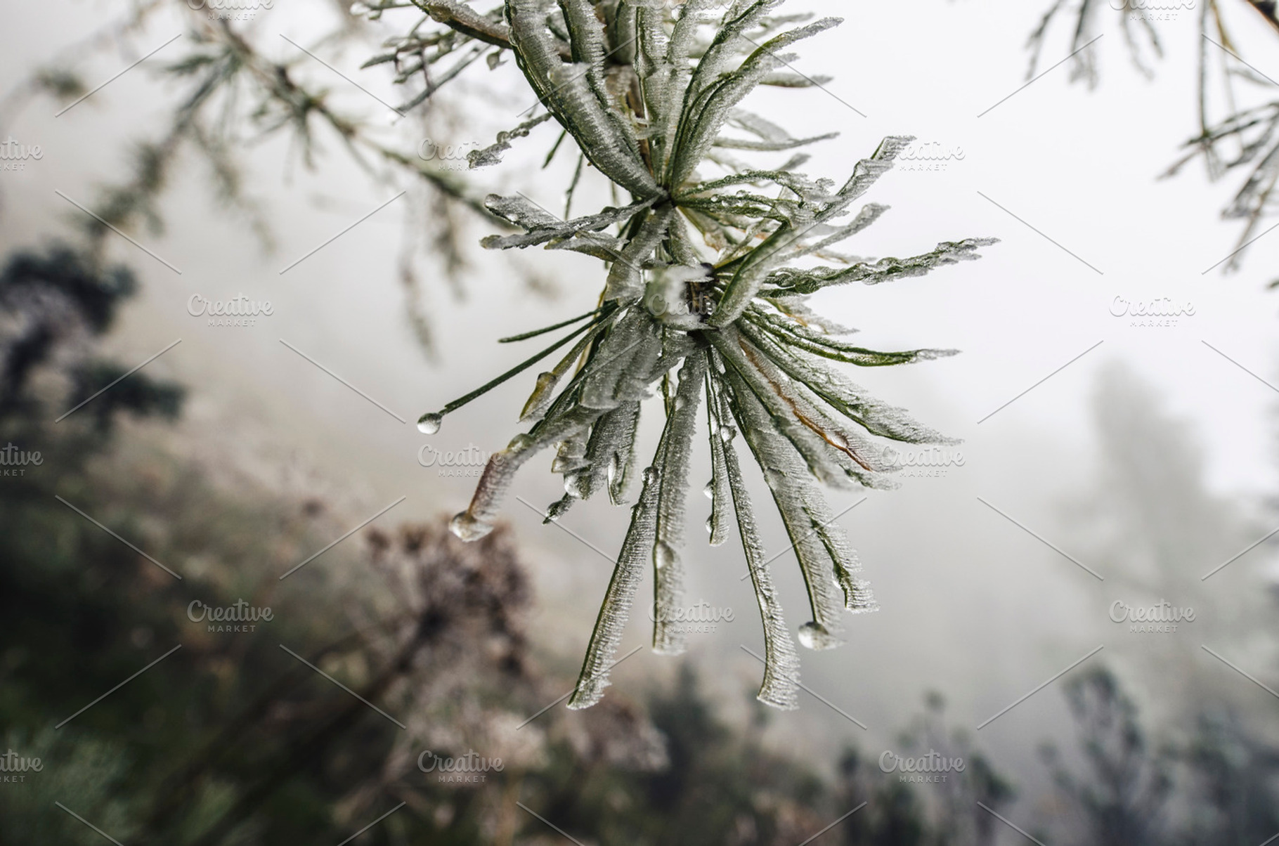 Snow and Ice on the Branch, a Nature Photo by Dreamy Pixel
