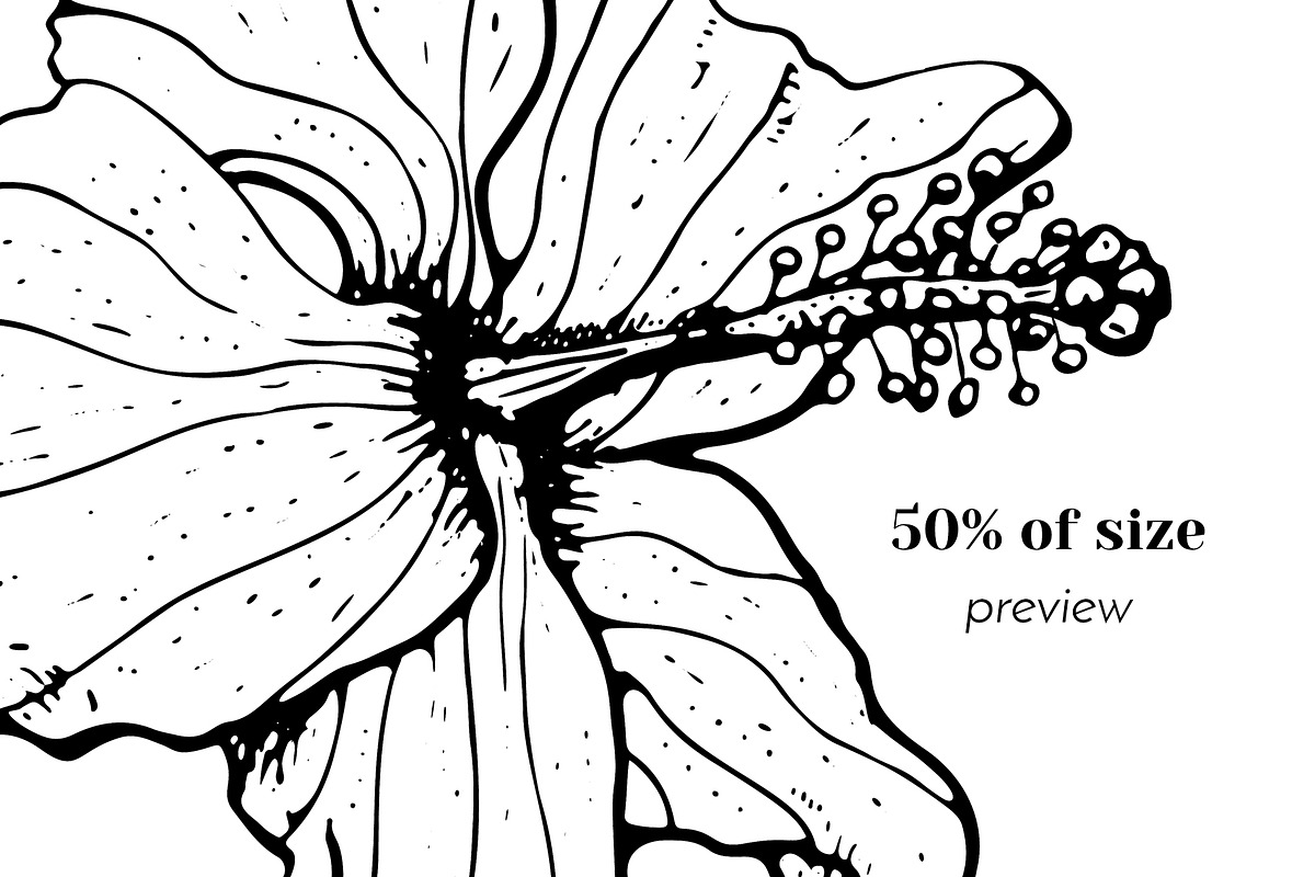 Hibiscus Flower Ink Line Art Drawing, an Object Graphic by Rose Design (Photo 3 of 11)