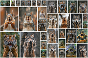 236 surprised animals, an Animal Photo by Handmadefont (Thumbnail 5 of 241)