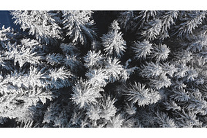 Winter forest covered by snow seen, a Nature Photo by Goinyk