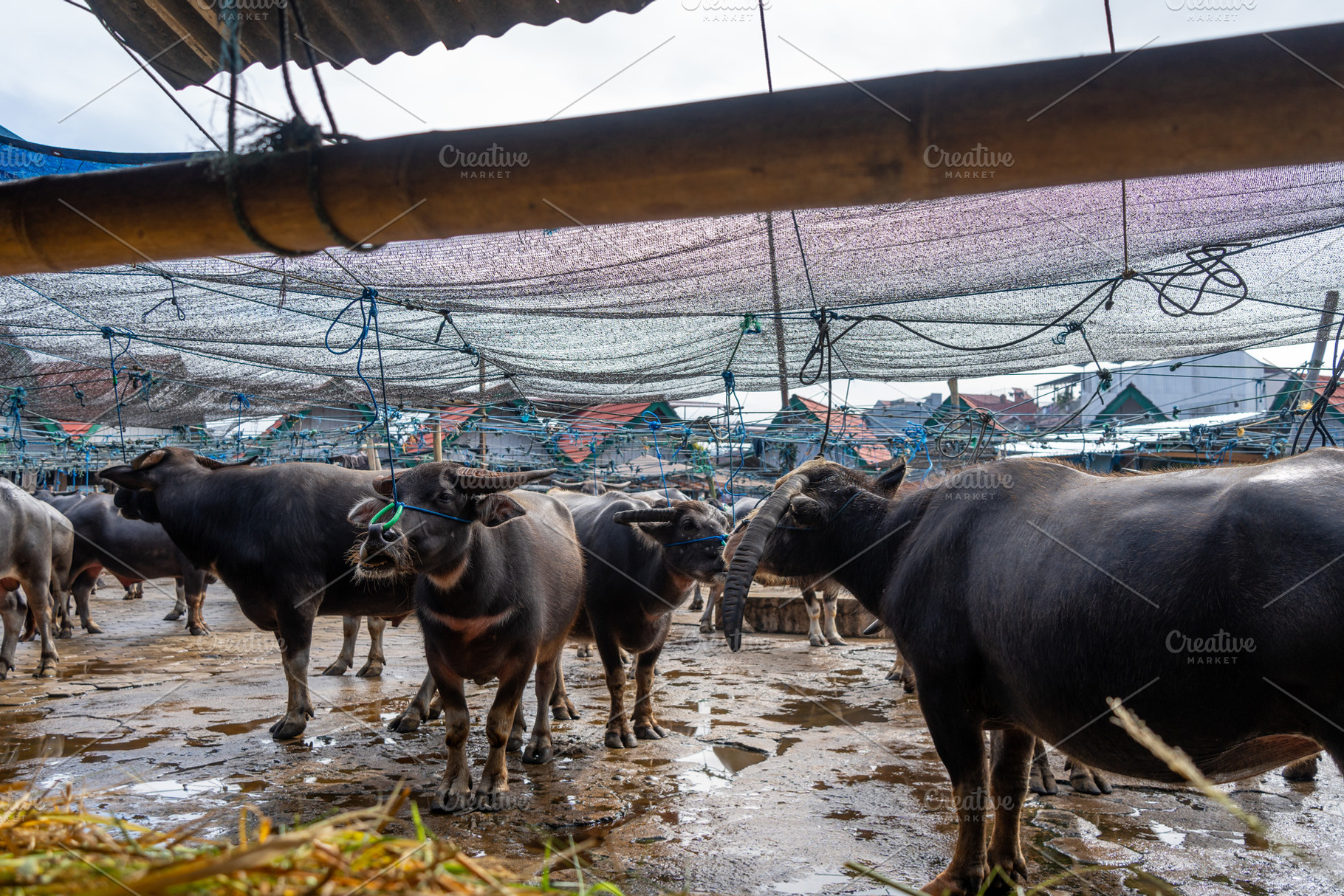 Buffaloes at Pasar Bolu market in Rantepao, Toraja, Sulawesi, In, an Animal Photo by GoodGoods