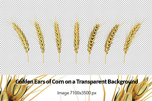 Golden Ears of Corn