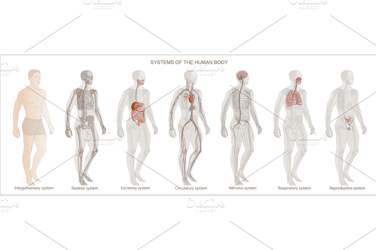 The illustration Human Body Systems, an Object Graphic by Alltruecolours