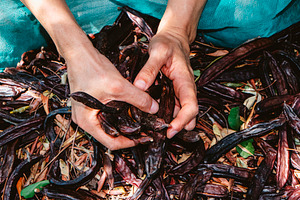 the hands of a man clutch a handful of carob pods, a Photo by Nito