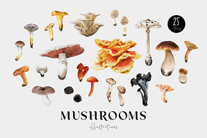 Mushrooms Illustrations. Fungi Set