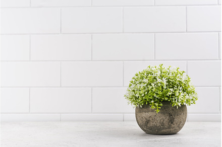 Decorative plants on kitchen table, a Nature Photo by Ekaterina_Markelova