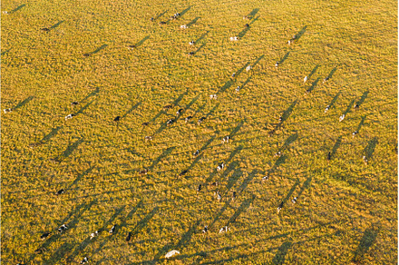 Aerial View Of Cattle Of Cows, a Nature Photo by Our Amazing World