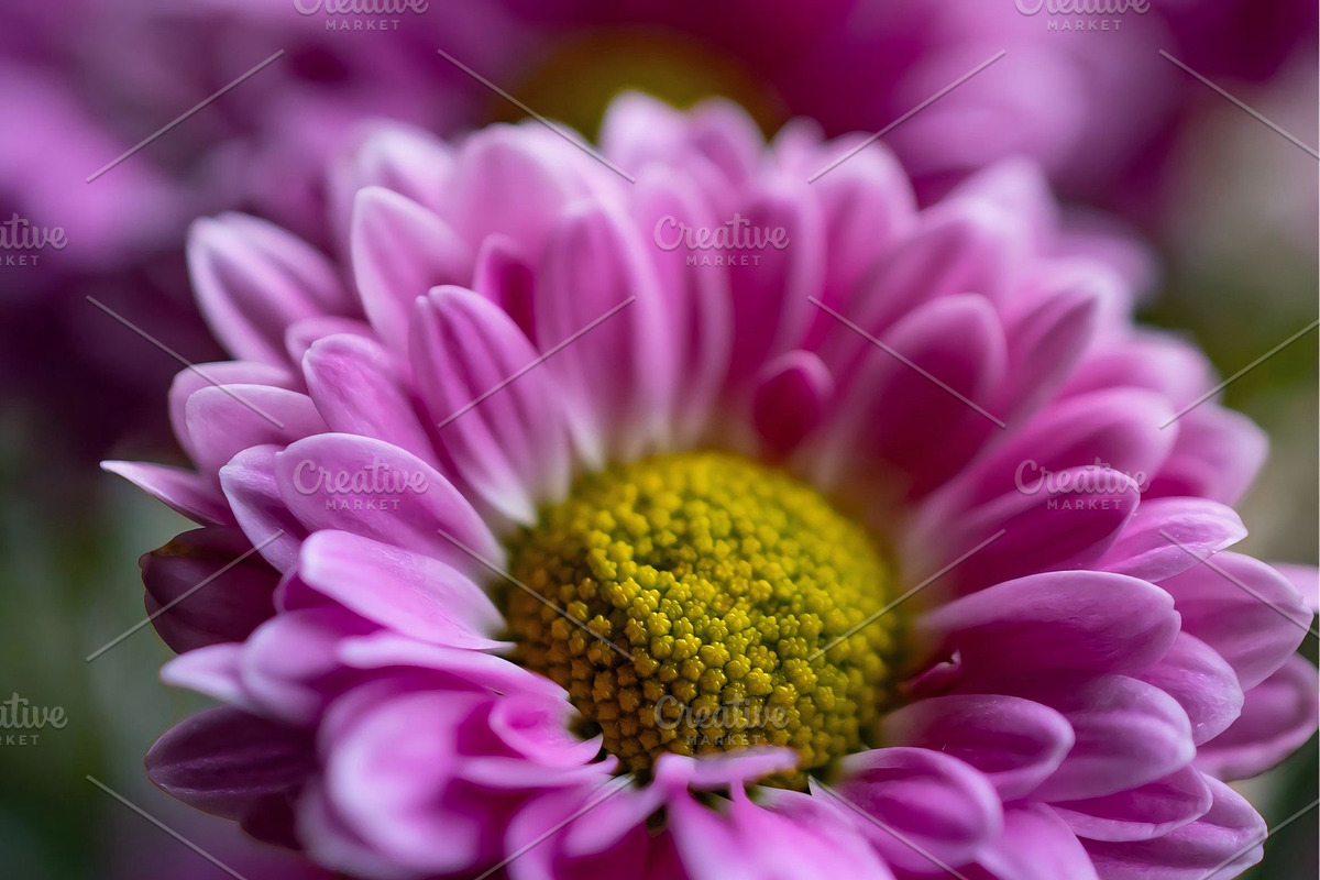 Pink chrysanthemum flowers, a Nature Photo by Ana Dee Photography (Photo 2 of 2)