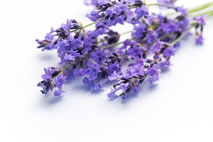 Lavender flowers creating relaxing aromatherapy herbal concept, a Health & Medical Photo by Olena Rudo