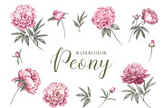 12 Watercolor Peonies PNG, a Decorative Illustration by Kotkoa (Thumbnail 1 of 11)