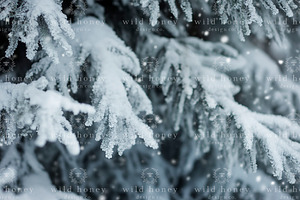 Winter Trees Digital Backdrop