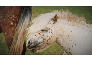 Close-up of playful pony with long, an Animal Photo by Our Amazing World
