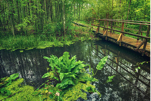 Swamp in the forest, a Nature Photo by Nature and travel