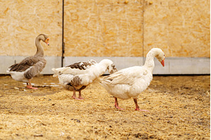 Close-up view of a white goose with, an Animal Photo by darksoul72