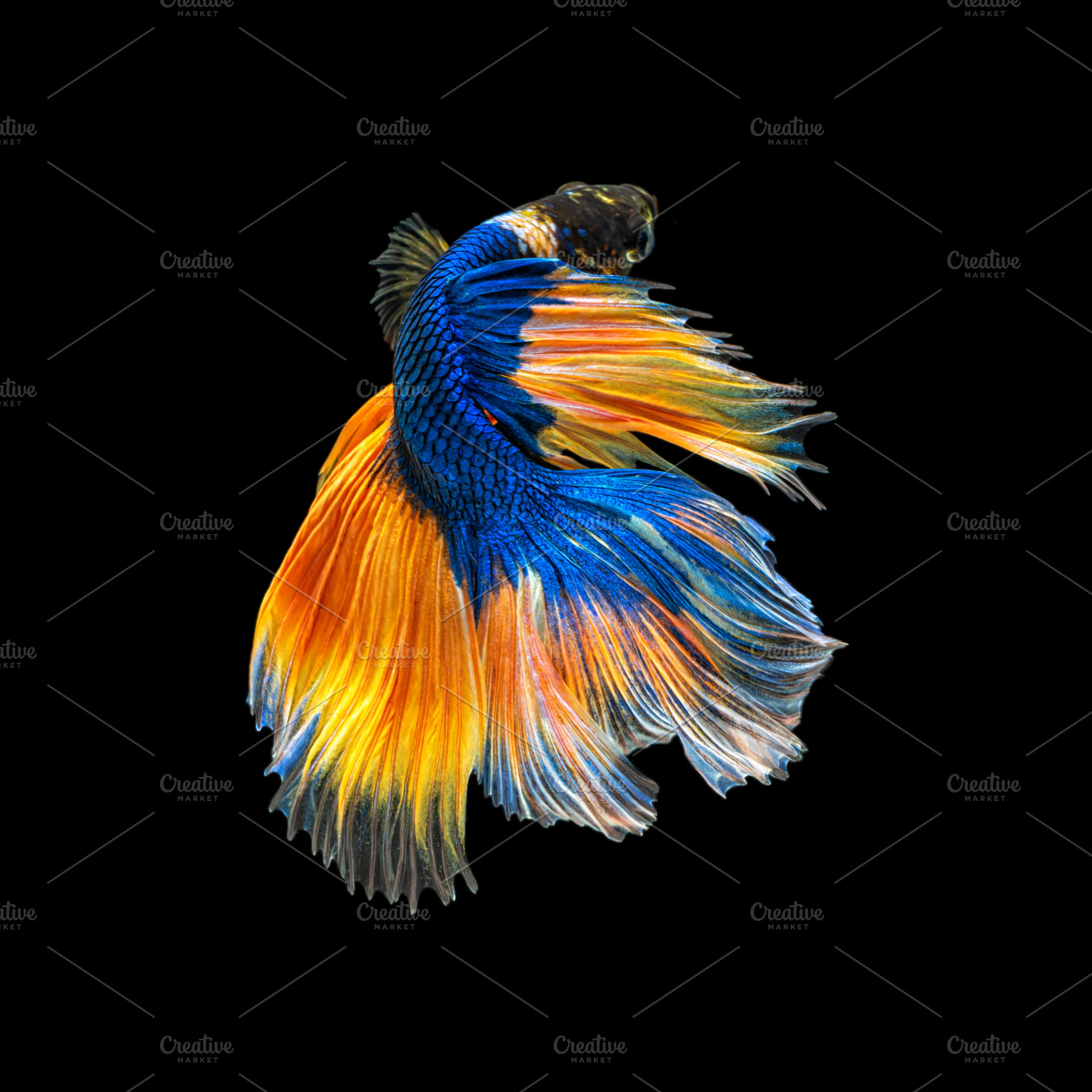 Movement beautiful of colorful siame, an Animal Photo by Tzido Gallery