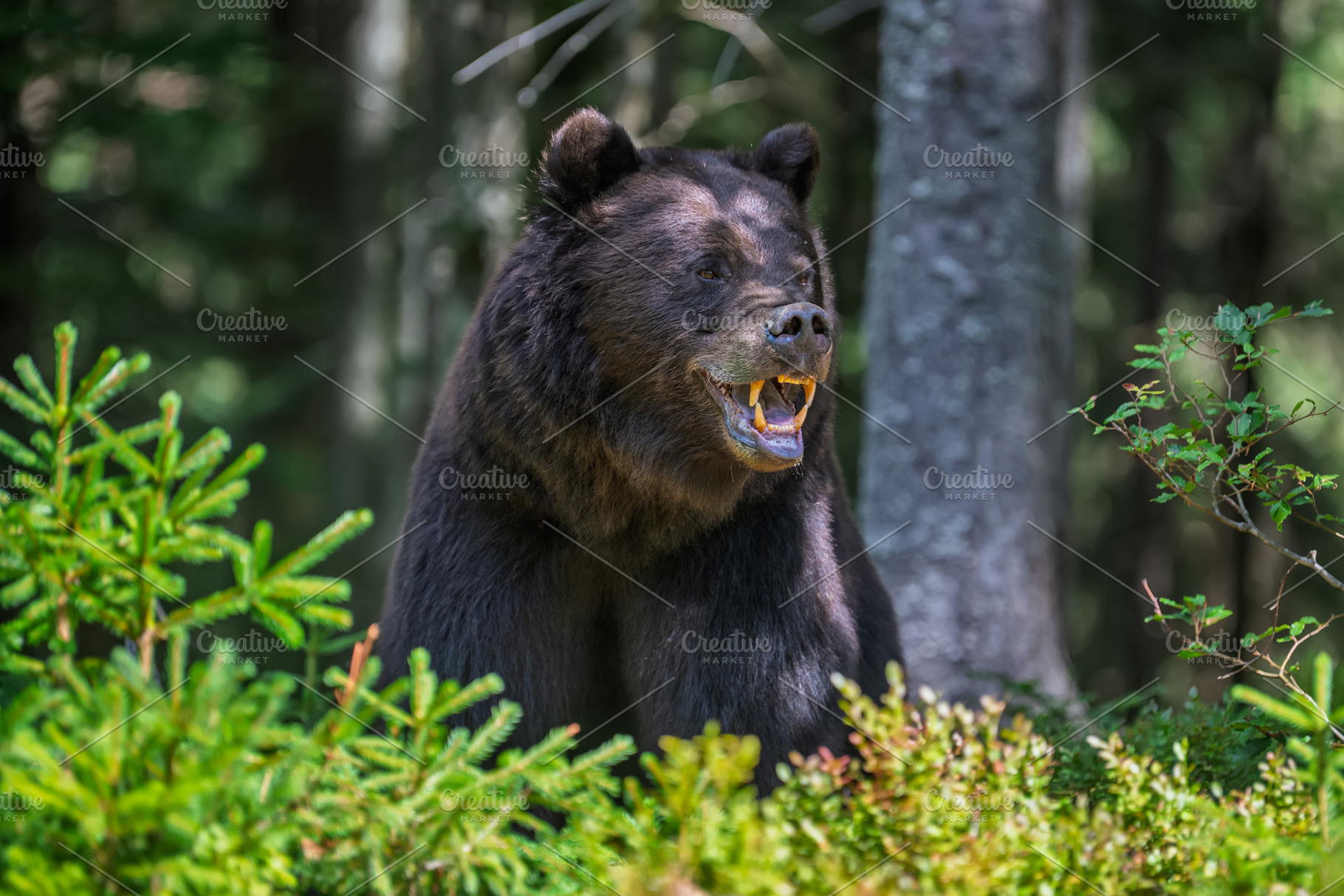 Bear, an Animal Photo by Byrdyak