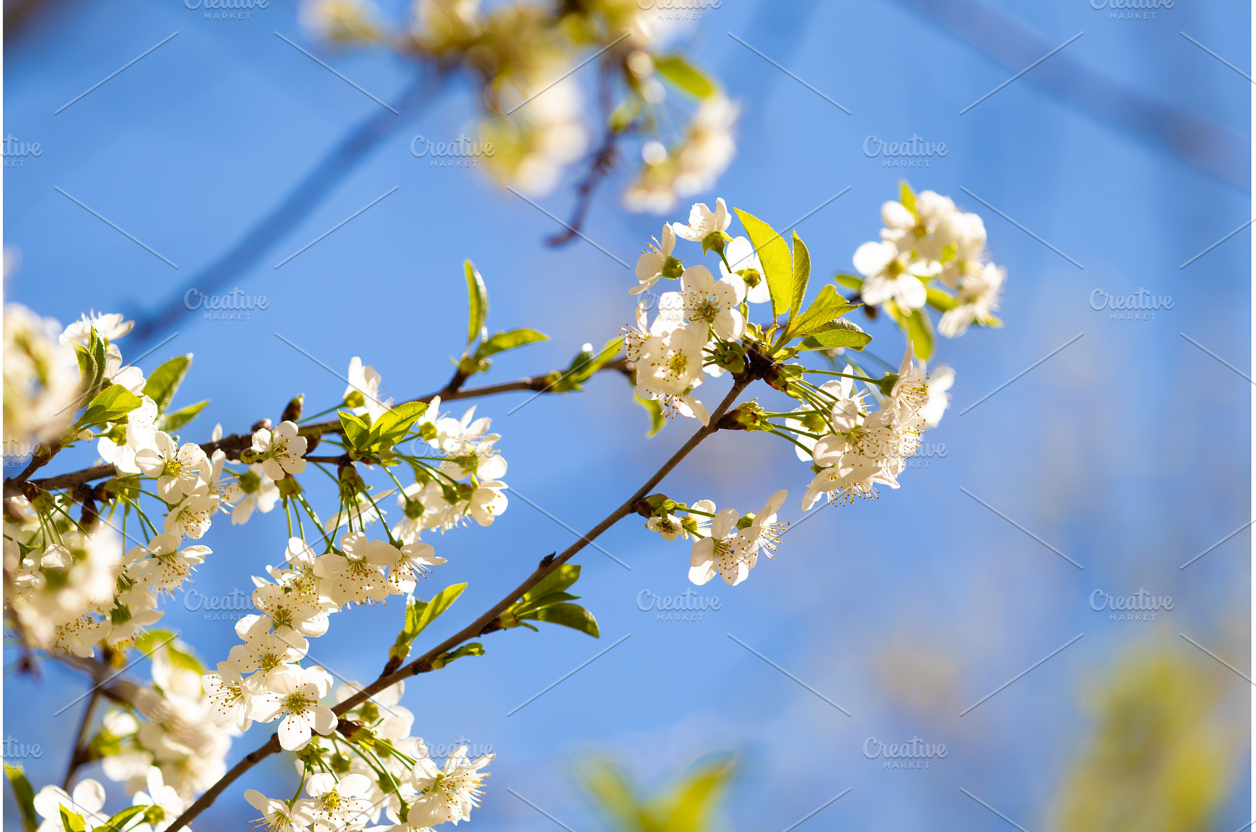 Blooming White Cherry Tree Branches, a Nature Photo by BeOGraphic