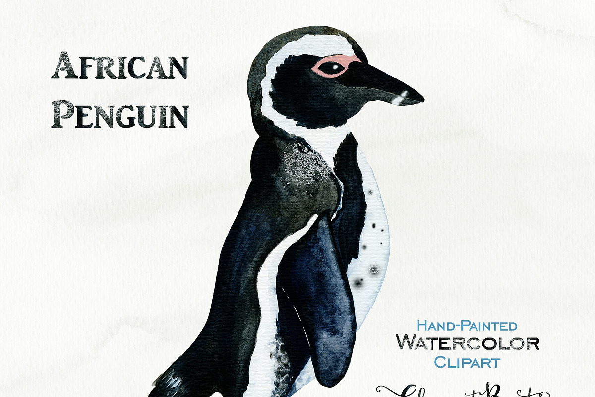 Cute Watercolor Penguin Illustration, an Animal Illustration by ClipartBrat Graphics (Photo 3 of 3)