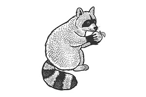 Raccoon And Apple Sketch Vector