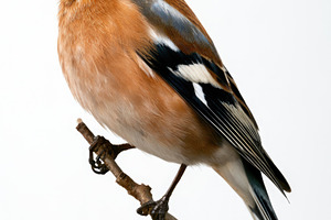 Common chaffinch perched on branch isolated on white background