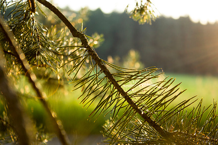 Deep Woods Ii Stock Photo Containing Forest And Woods preview 5