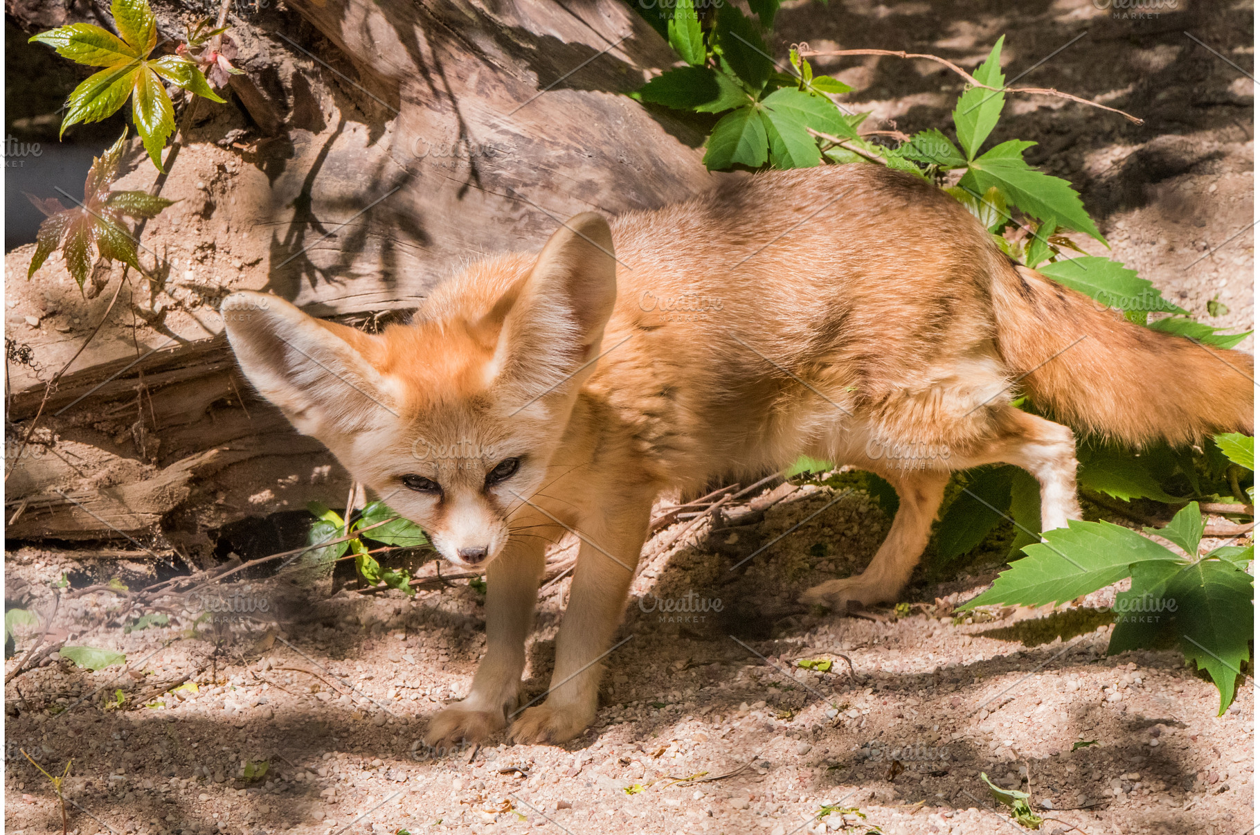 Fennec fox or desert fox, cute, an Animal Photo by COLORFUL