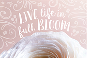 Sugar Plums Script, a Script Font by Emily Spadoni (Thumbnail 2 of 7)