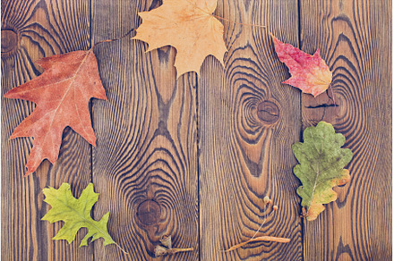 Autumn composition with colored dry, an Abstract Photo by Diary of impressions