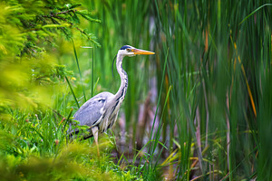 A majestic Grey Heron stands alert amidst vibrant green foliage, an Animal Photo by Byrdyak