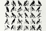 Crow SVG File. Raven Clipart PNG, an Animal Illustration by DENIDigitalArtSudio (Thumbnail 3 of 8)