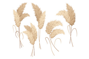 Pampas grass branches collection, an Object Illustration by the8monkey
