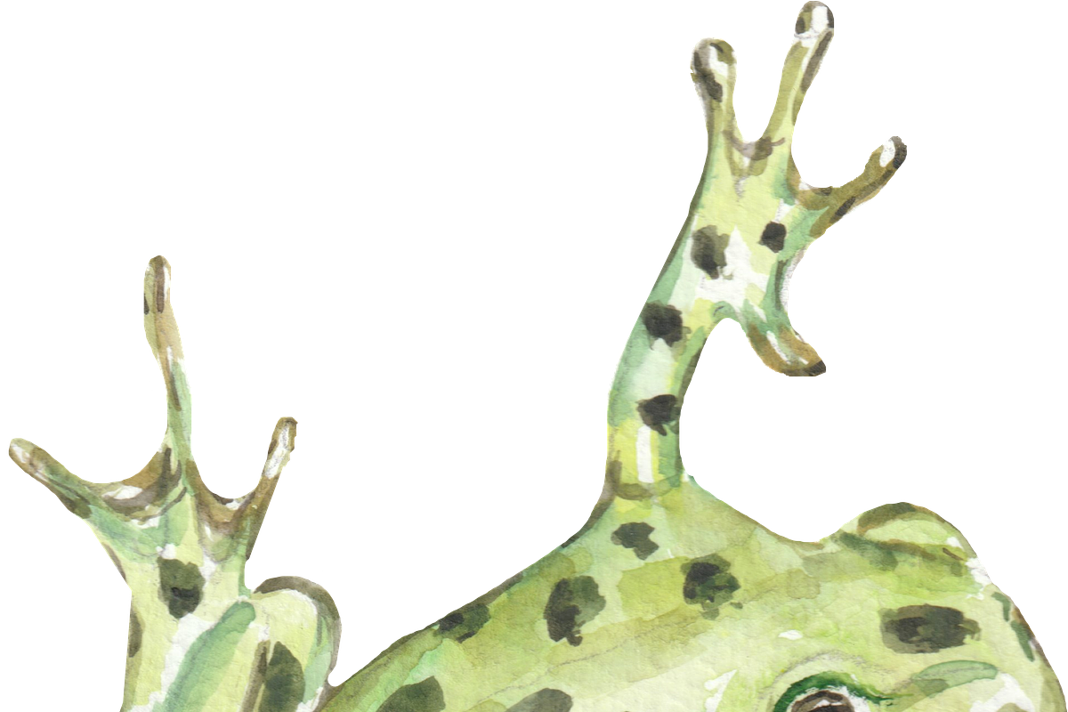 Frog watercolor clipart, a Background Graphic by GoodFairyClipArt (Photo 3 of 3)