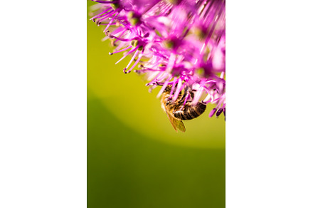 This image shows a detailed closeup, an Animal Photo by MadPhotos