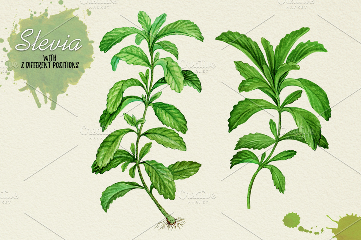 North American Herbs, a Food Illustration by Graphobia (Photo 4 of 21)