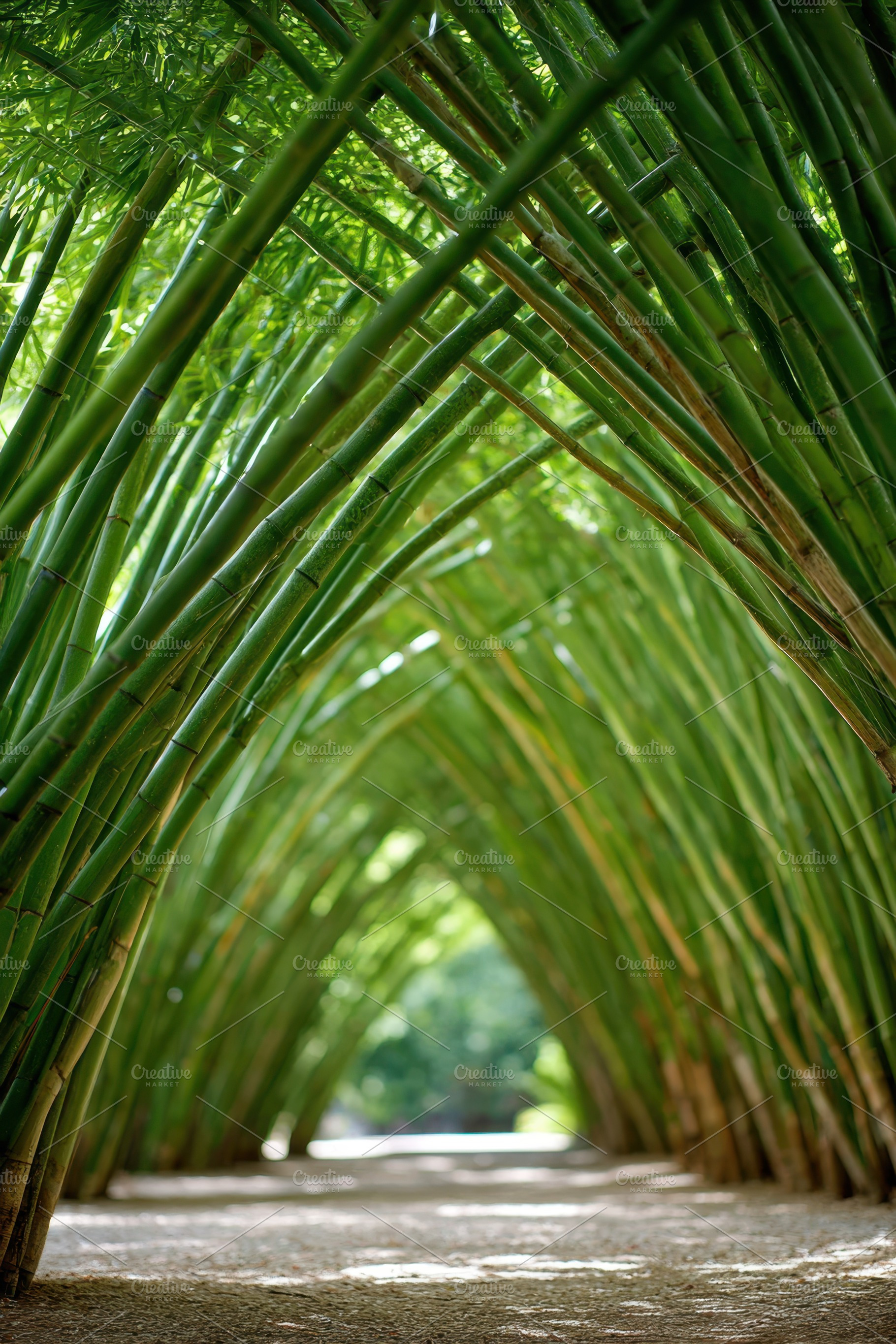 Tranquil pathway in a lush bamboo forest, a Nature Photo by AlyaAnd